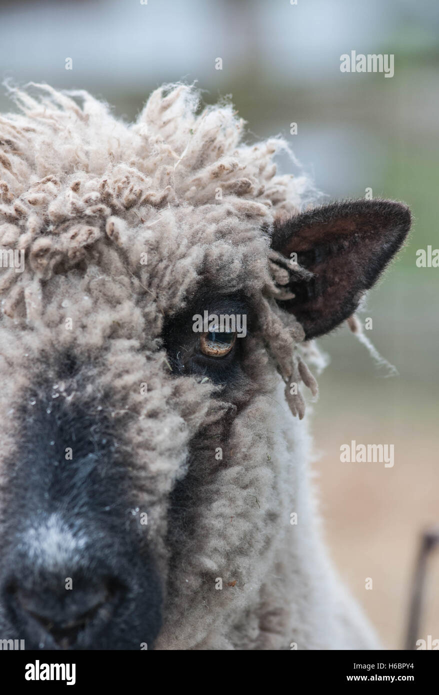 Un mouton face à face noire Banque D'Images