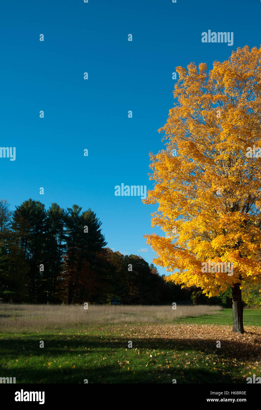 Un érable à feuilles jaunes sur le bord d'un champ du New Hampshire en automne. Banque D'Images