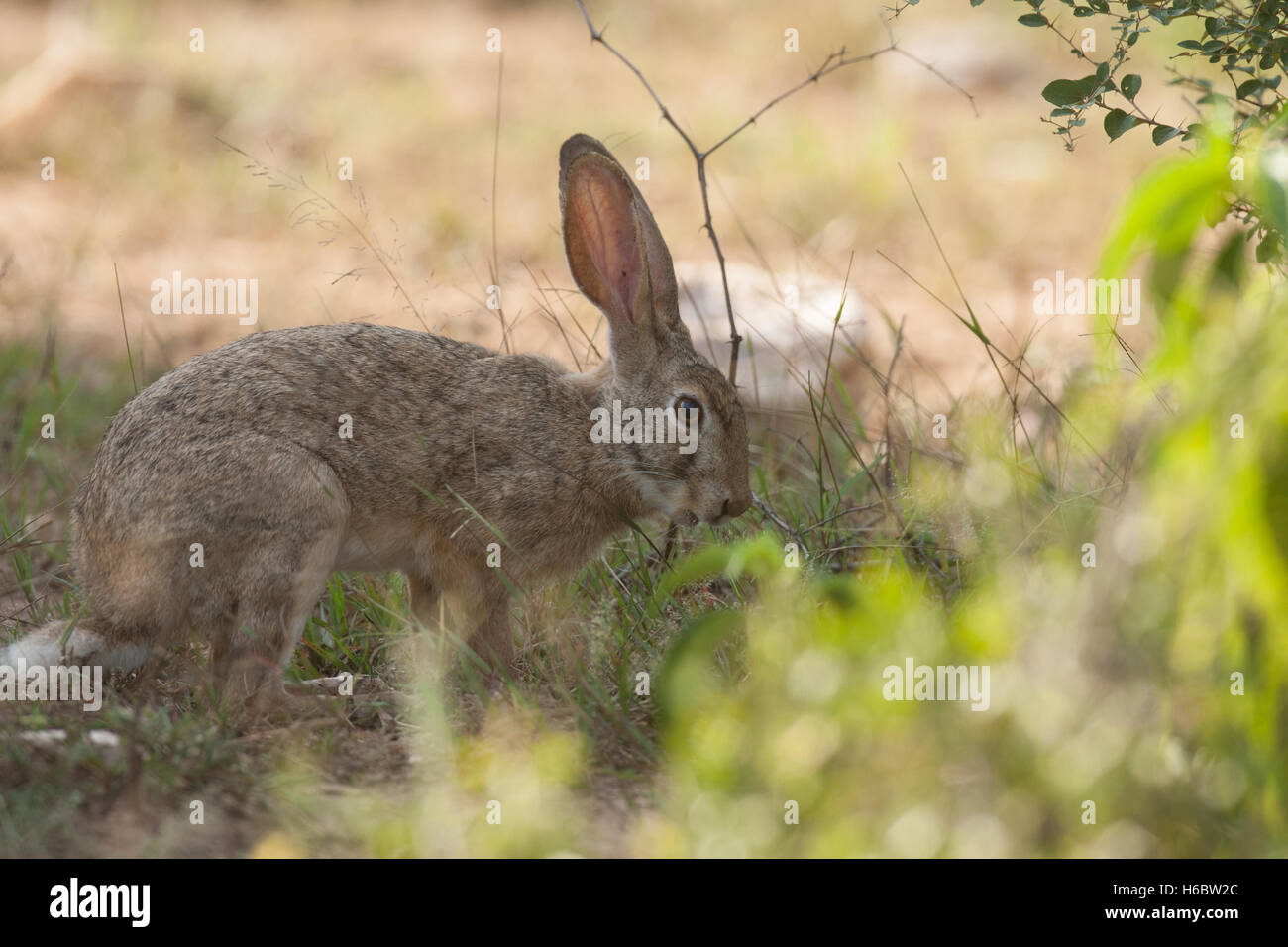 La nuque noire alerte hare dans la réserve de tigres de Sariska Banque D'Images