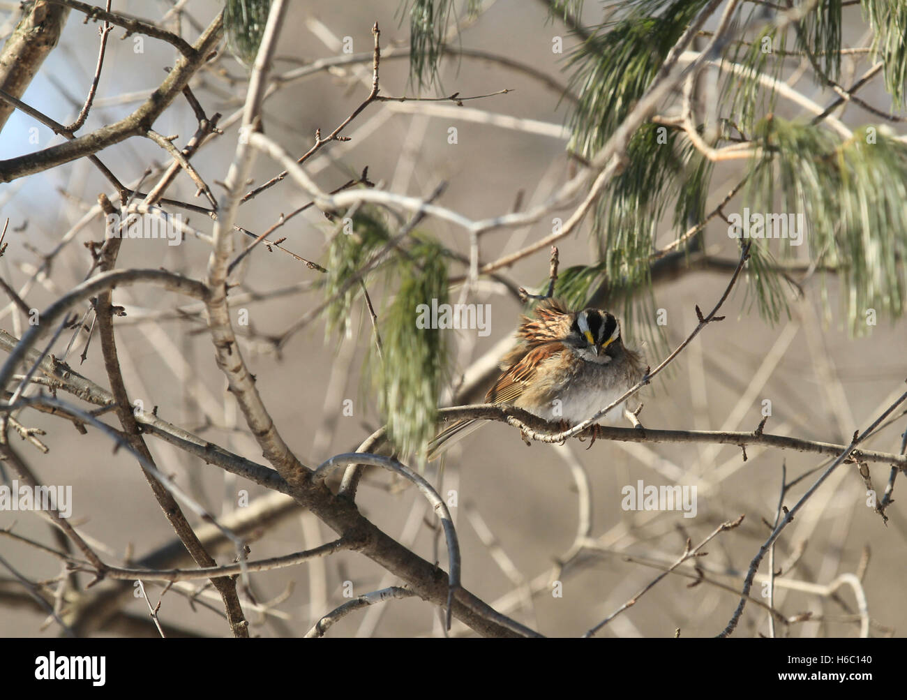 Bruant à gorge blanche (Zonotrichia albicollis) perché sur une branche d'argousier en hiver avec des plumes ébouriffées par le vent Banque D'Images