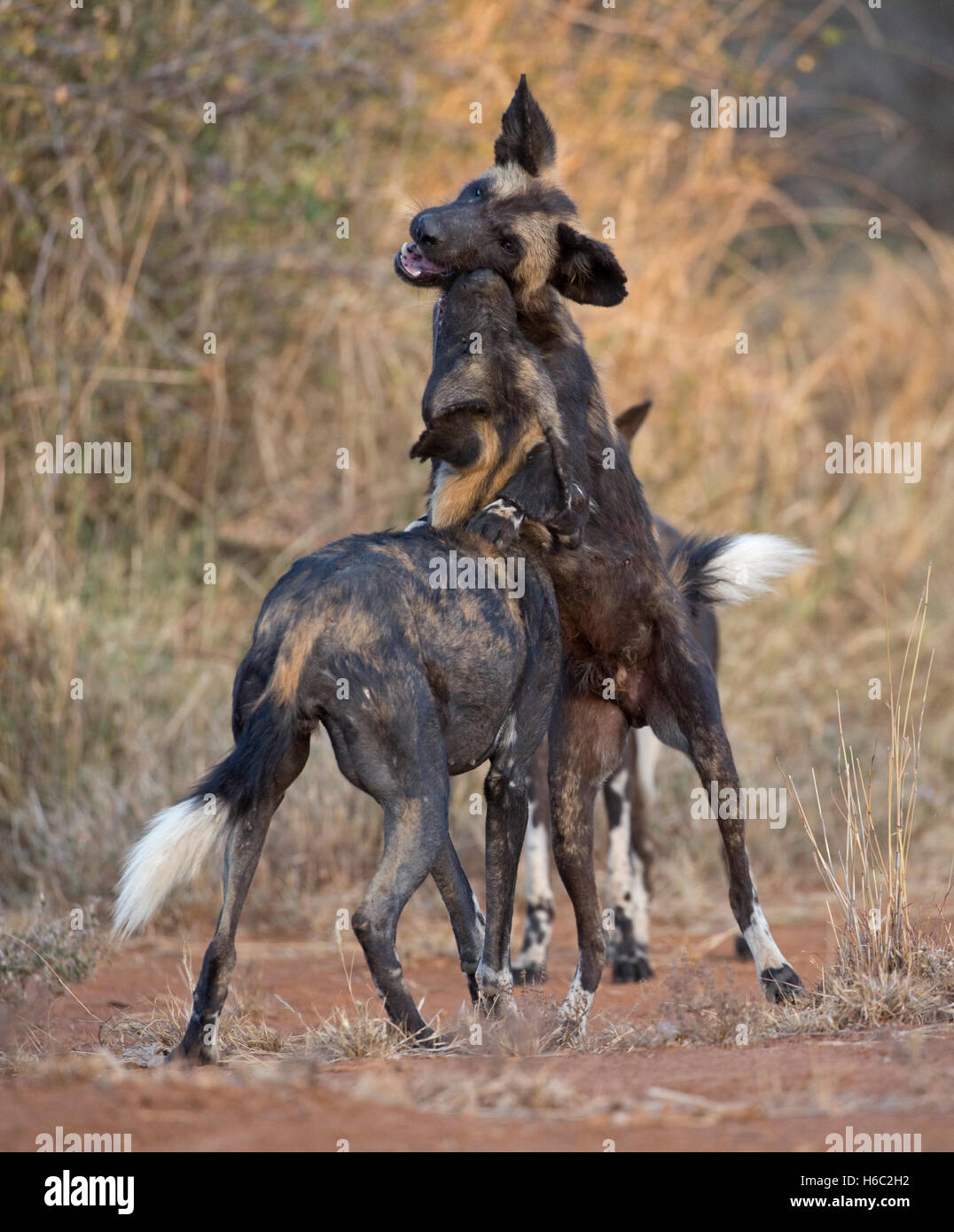 Les chiens sauvages d'Afrique sauvage de Laikipia au Kenya Nanyuki jeu Banque D'Images