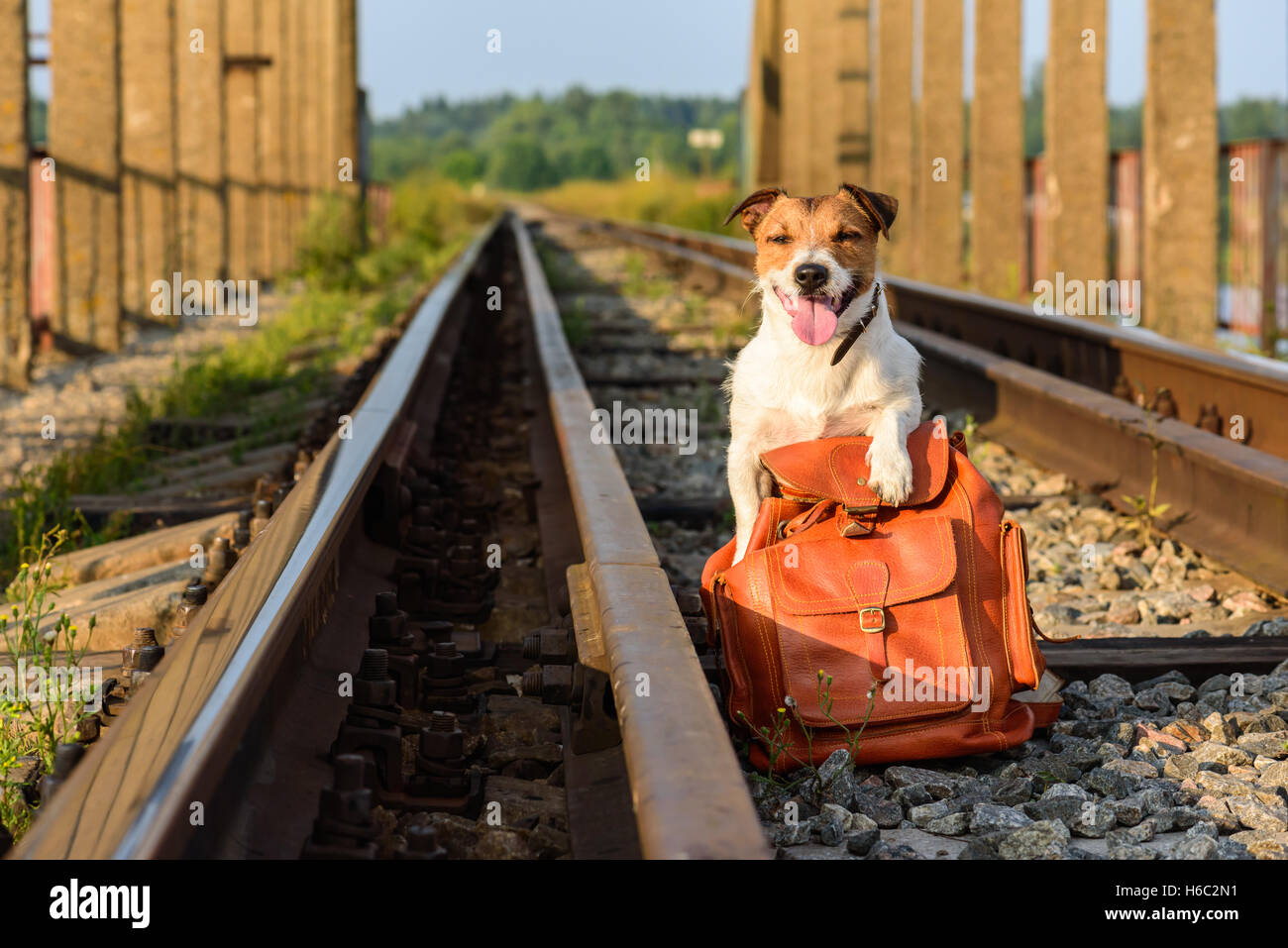 Mignon chien en vacances voyageant avec sac à railroad Banque D'Images