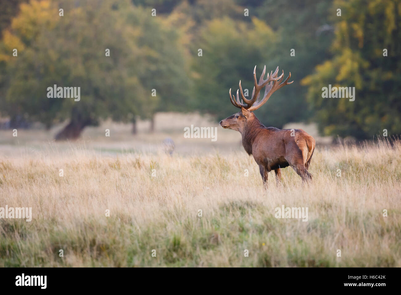 Red Deer stag pendant le rut Banque D'Images
