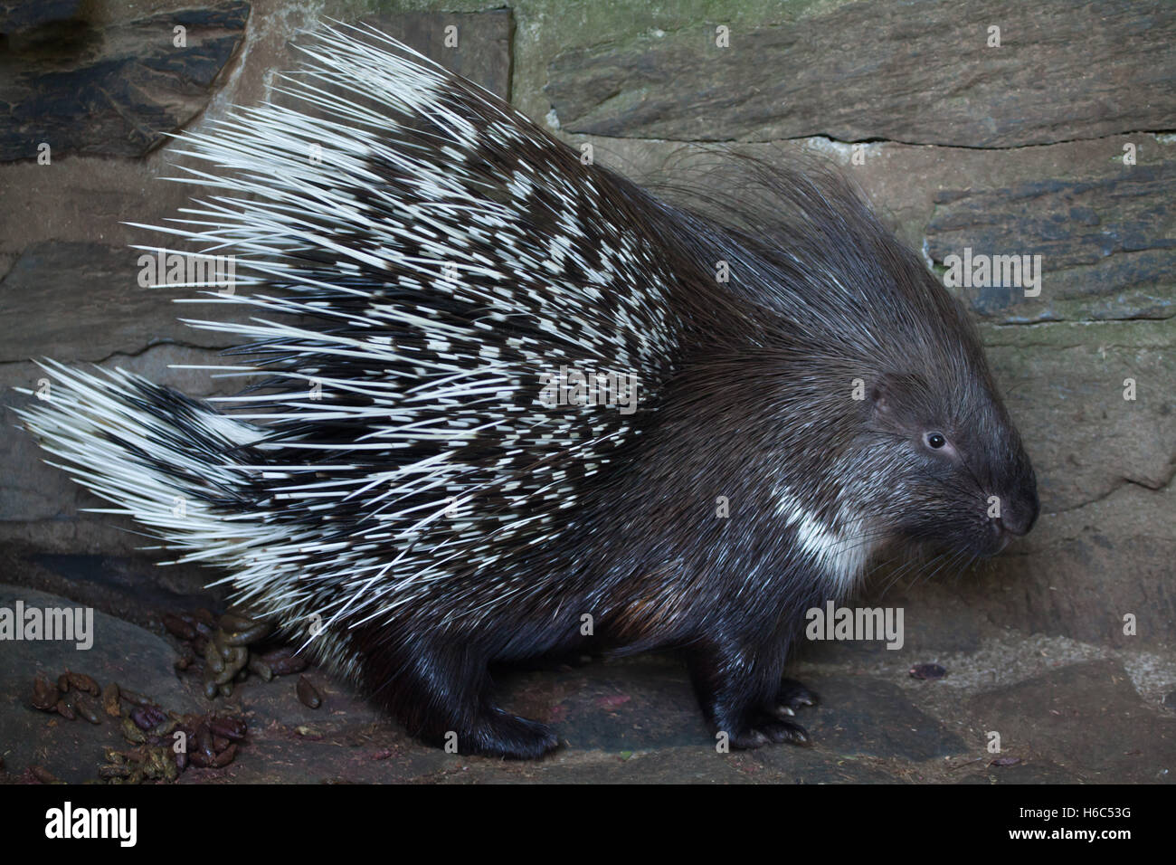 Indian porc-épic (Hystrix indica), également connu sous le nom de Porcupine indien. Des animaux de la faune. Banque D'Images