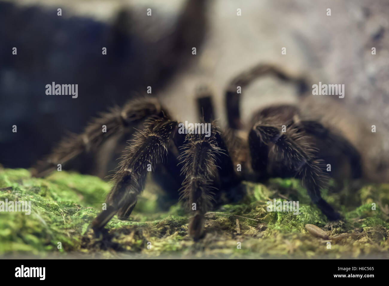 Oiseau rose saumon brésilien-eating tarantula (Lasiodora parahybana). Des animaux de la faune. Banque D'Images