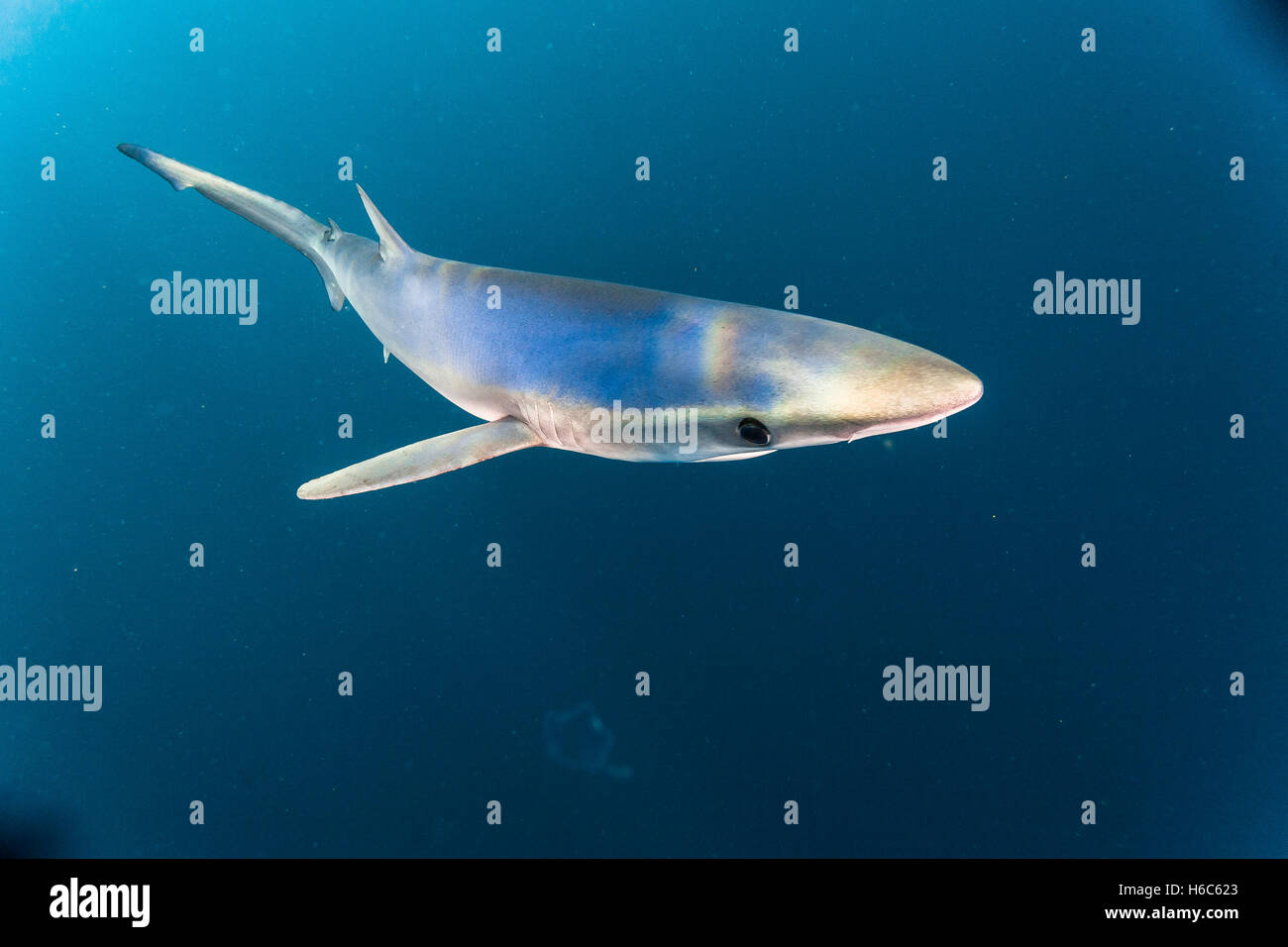 Un Requin bleu Prionace glauca ou nager dans l'océan Pacifique au large de la côte de San Diego, en Californie. Banque D'Images