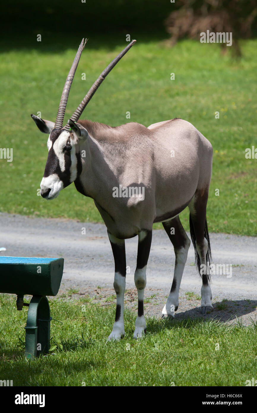 Gemsbok (Oryx gazella gazella), également connue sous le nom de Southern oryx. Des animaux de la faune. Banque D'Images