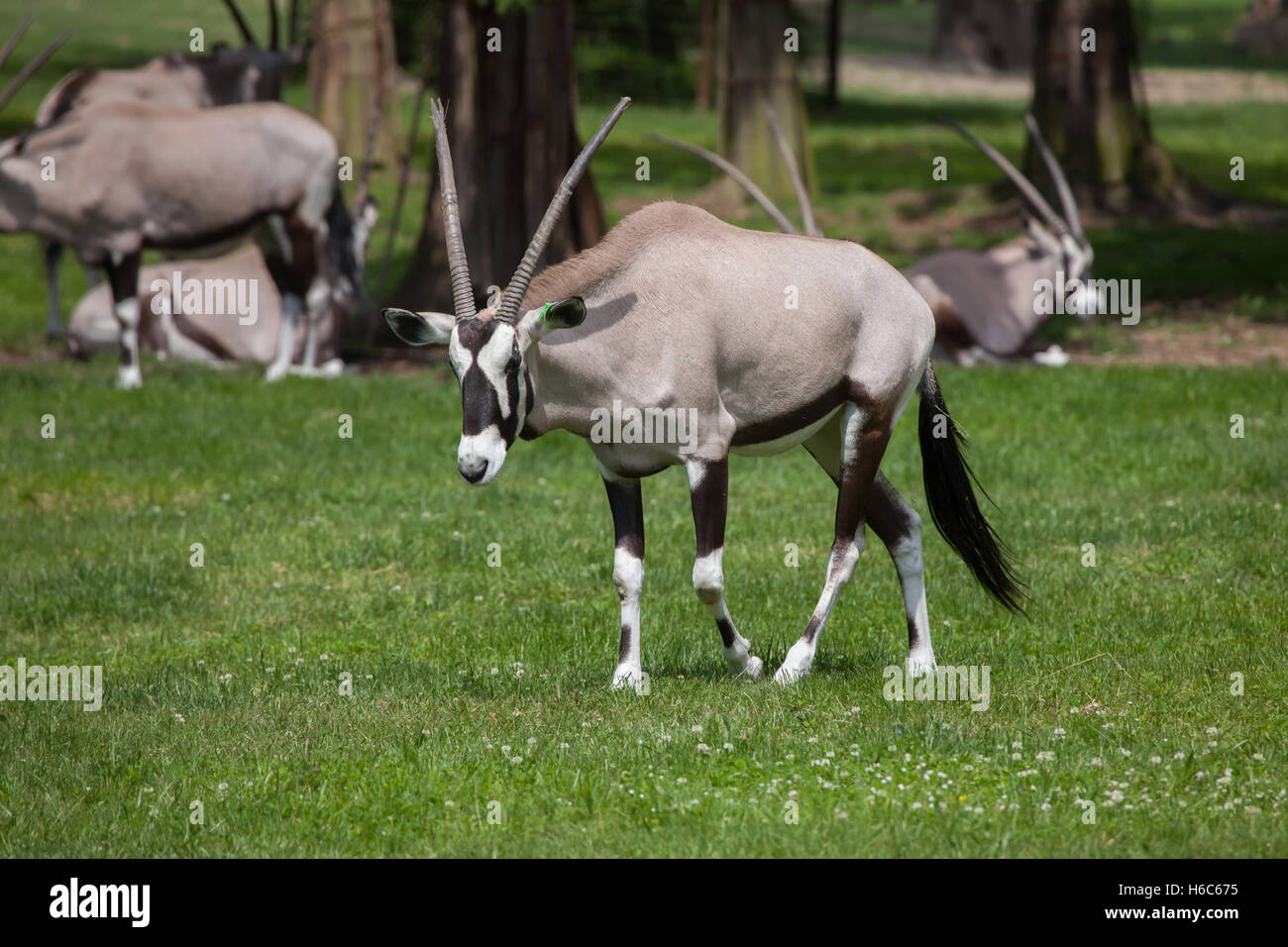 Gemsbok (Oryx gazella gazella), également connue sous le nom de Southern oryx. Des animaux de la faune. Banque D'Images