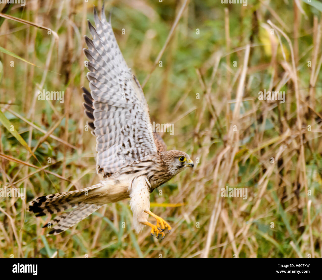 Crécerelle (Falco tinnunculus) prendre son envol à partir de roseaux. Oiseau de proie femelle après une tentative manquée pour attraper une proie à Shapwick Heath Banque D'Images