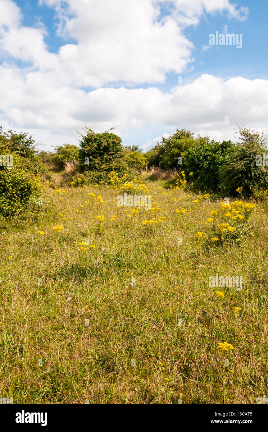 Un champ dans le Kent contenant jacobée. Banque D'Images