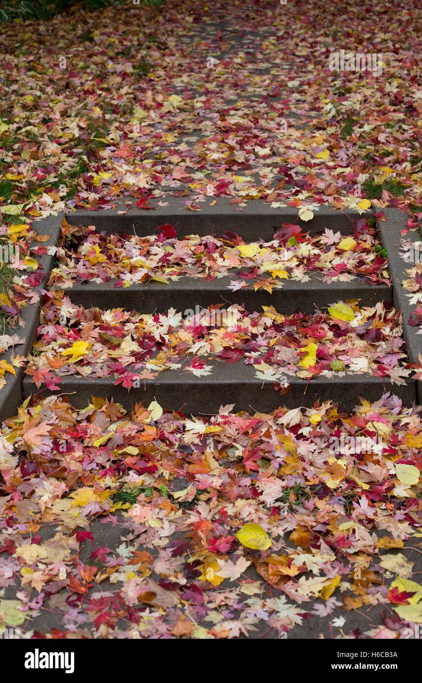 Les feuilles d'automne humide sur un escalier. Banque D'Images
