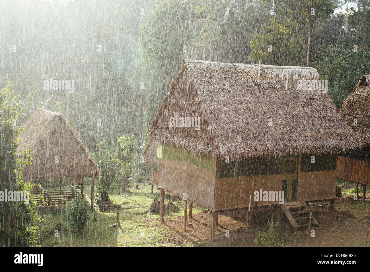 Un toit de chaume de palmier tambo dans un centre de guérison shipibo médecine ayahuasca dans la forêt tropicale de l'amazonie péruvienne dans la jungle d'Iquitos dans Heavy Rain Banque D'Images