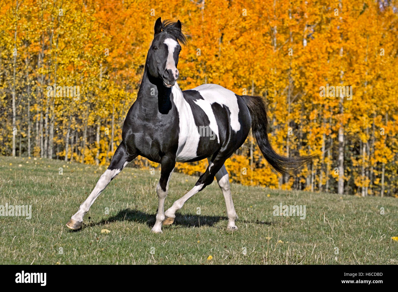 Tobiano Pinto Stallion Horse en train de trotter dans un pré devant les Aspen aux couleurs de l'automne Banque D'Images