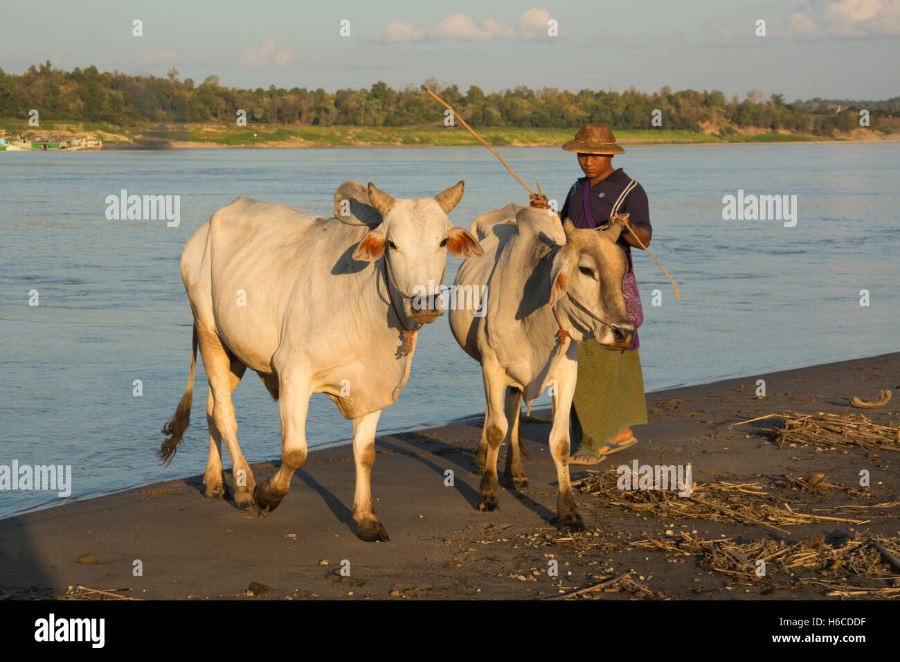 En Asie, LE MYANMAR (BIRMANIE), Rhône-Alpes, Kanee, la rivière Chindwin, Pa Toe Ione Village, agriculteur avec bétail Banque D'Images