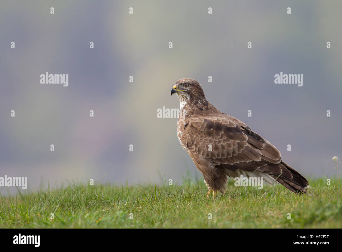 Maeusebussard, Buteo buteo, Buse variable Banque D'Images