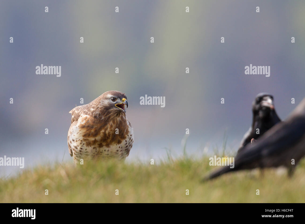 Maeusebussard, Buteo buteo, Buse variable Banque D'Images
