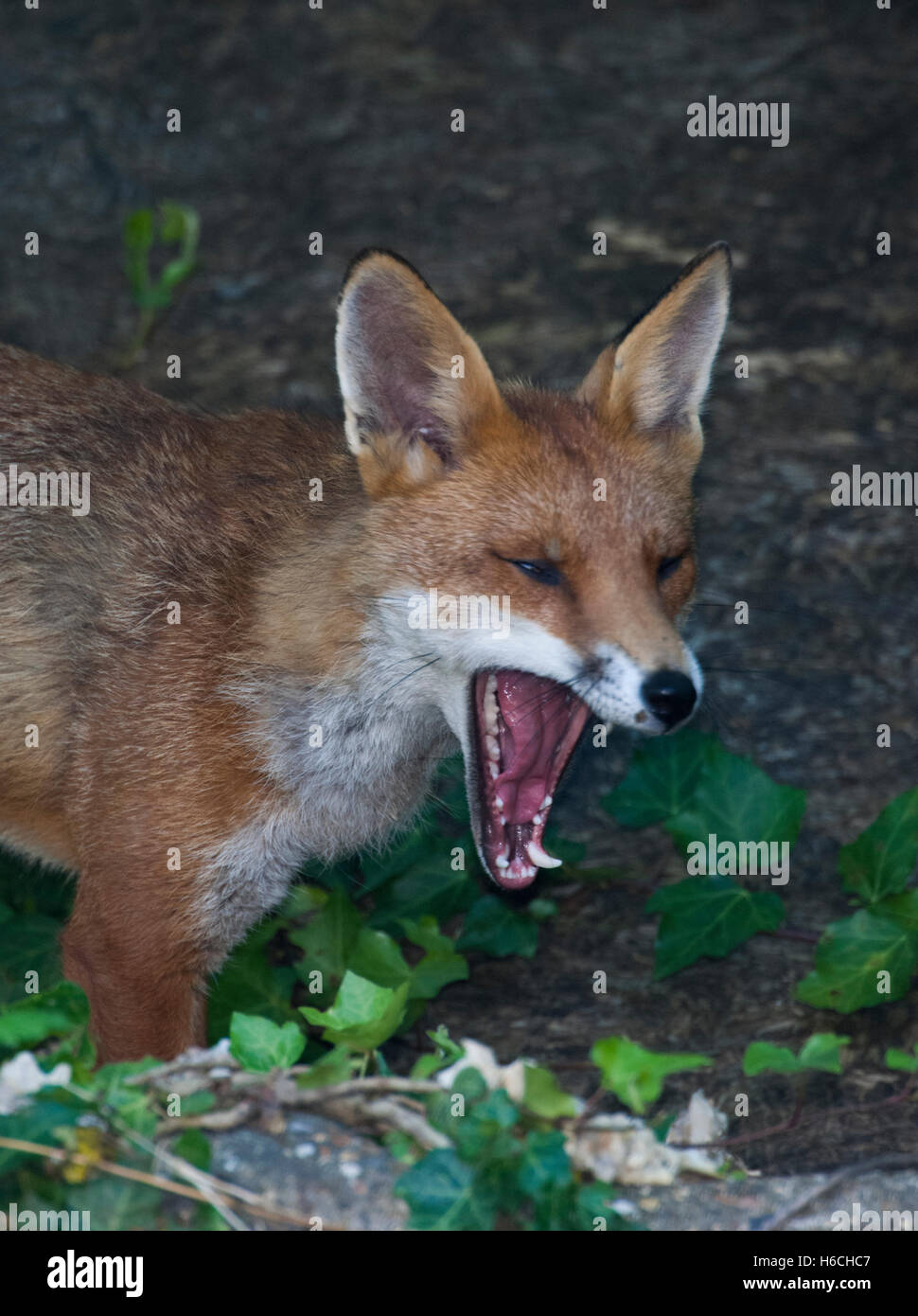 Le renard roux, l'Urbain (Vulpes vulpes), le bâillement dans un jardin de Londres, Royaume-Uni Banque D'Images