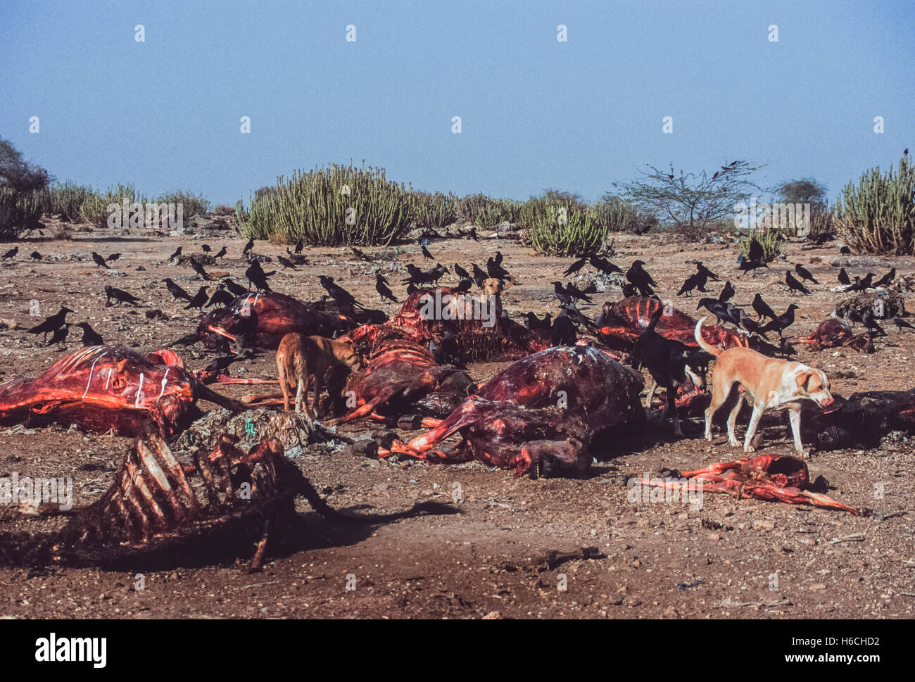 Les chiens sauvages,(Canis familiaris), des carcasses d'ongulés de récupération des déchets animaux à déverser dans le Rajasthan, Inde,en l'absence de vautours Gyps. Banque D'Images