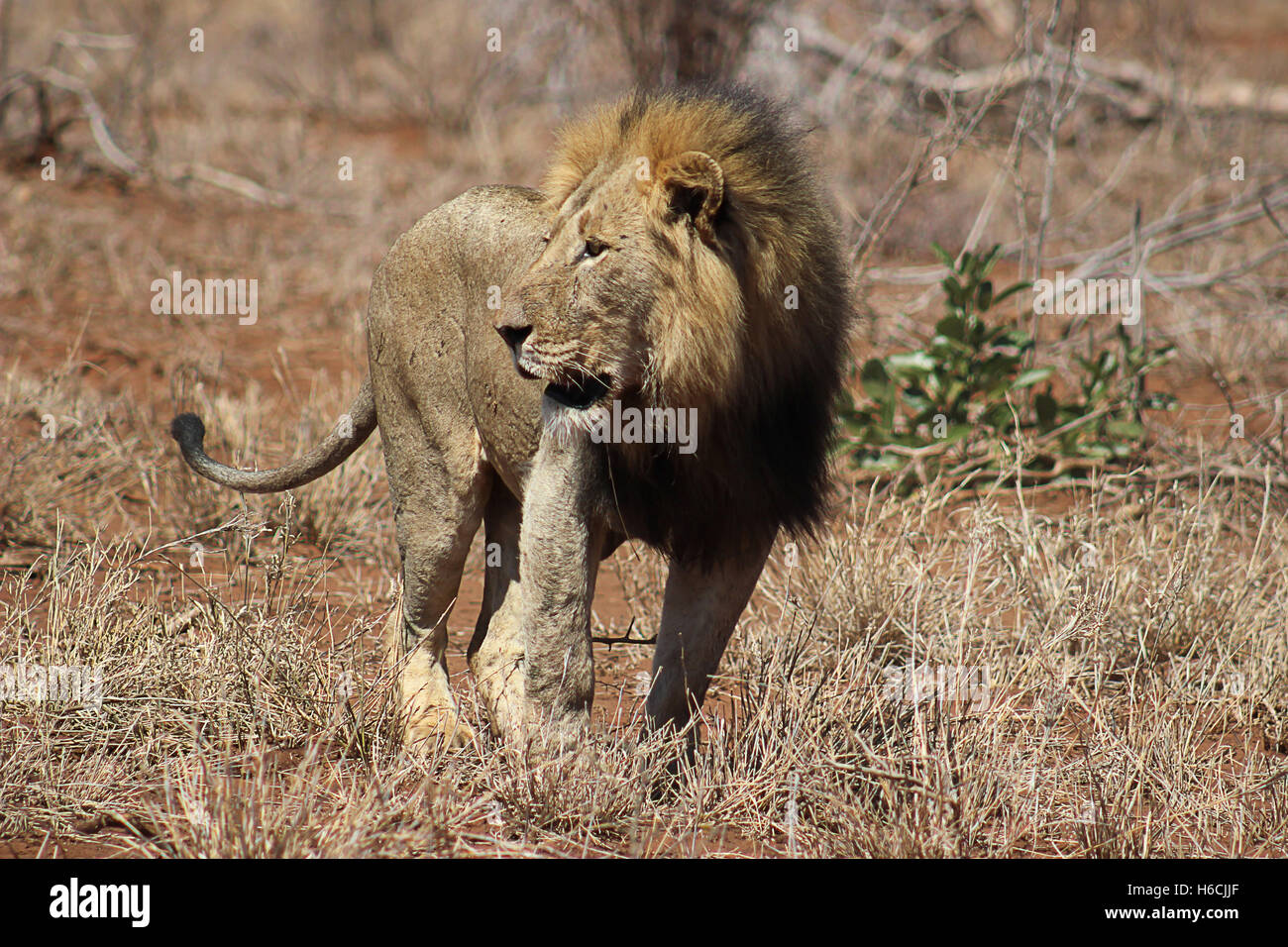 L'African Lion homme debout dans l'ouverture et l'observation de la zone Banque D'Images
