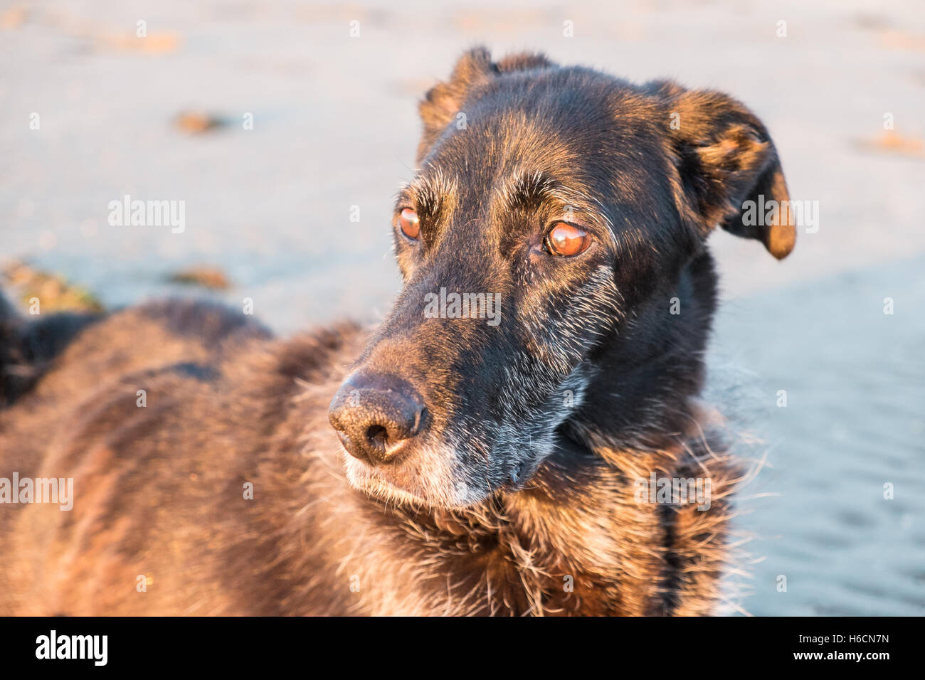 Mon modèle noir parution,mâle,Ben,vieux,13,lurcher chien au coucher du soleil sur la plage sur l'estuaire de Ferryside Towy, Carmarthenshire, Pays de Galles de l'Ouest, Royaume-Uni Banque D'Images