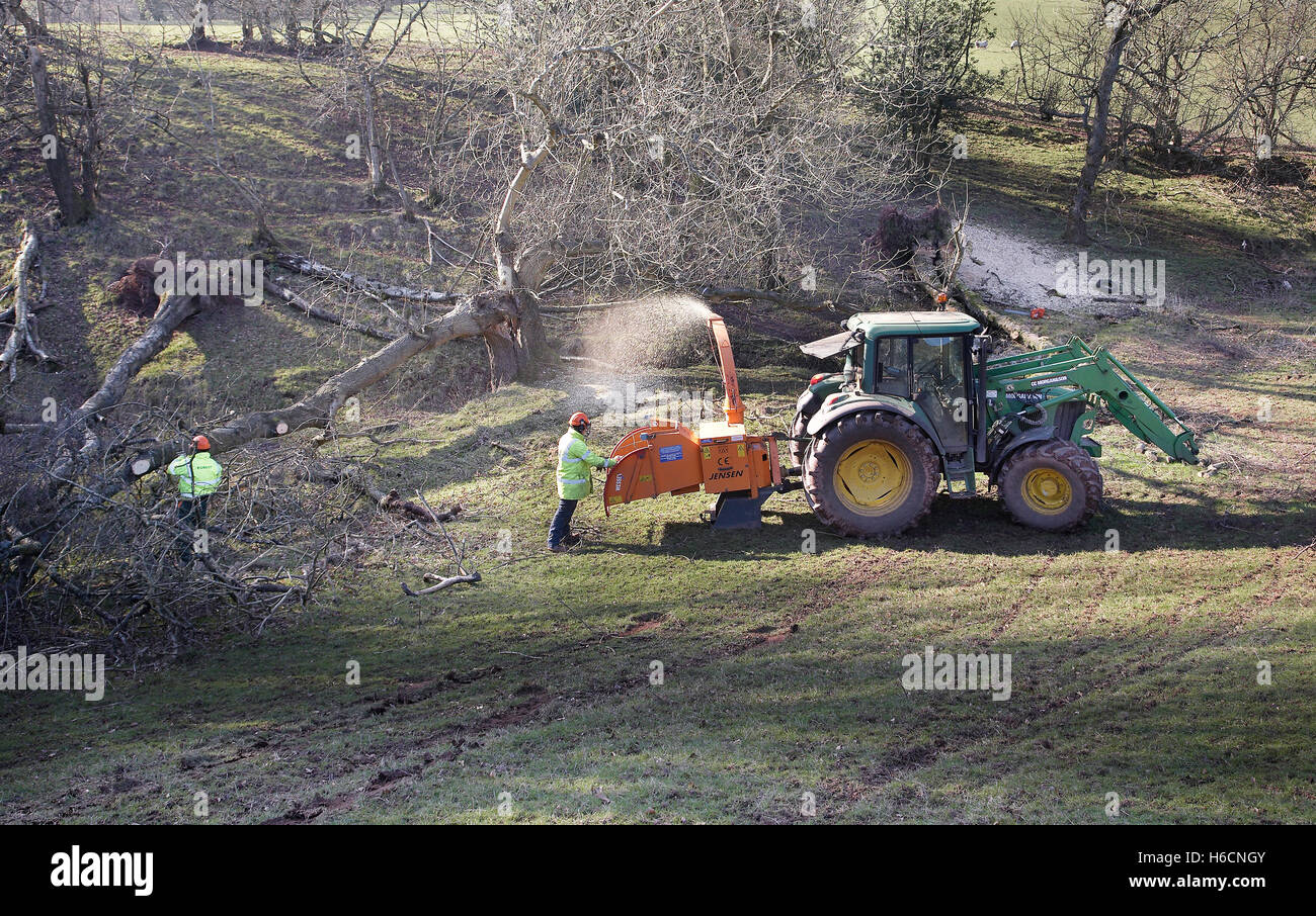 Arbres de déchiquetage des ouvriers qui ont diminué au cours d'une tempête dans la campagne dans le sud du Pays de Galles, Royaume-Uni. Banque D'Images