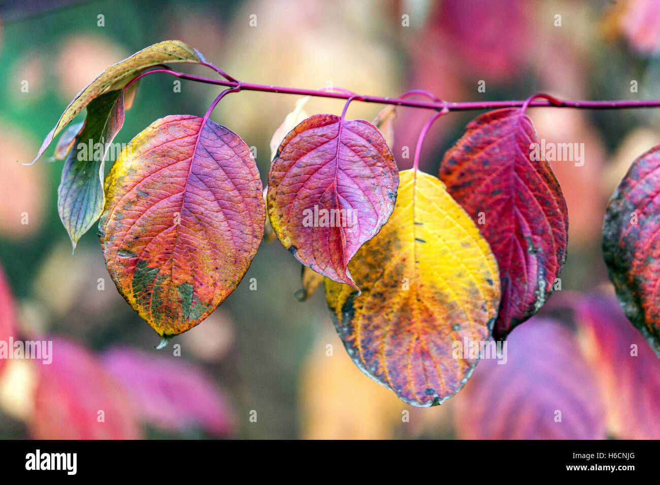 Cornus alba Sibirica Dogwood, feuilles d'automne colorées Banque D'Images