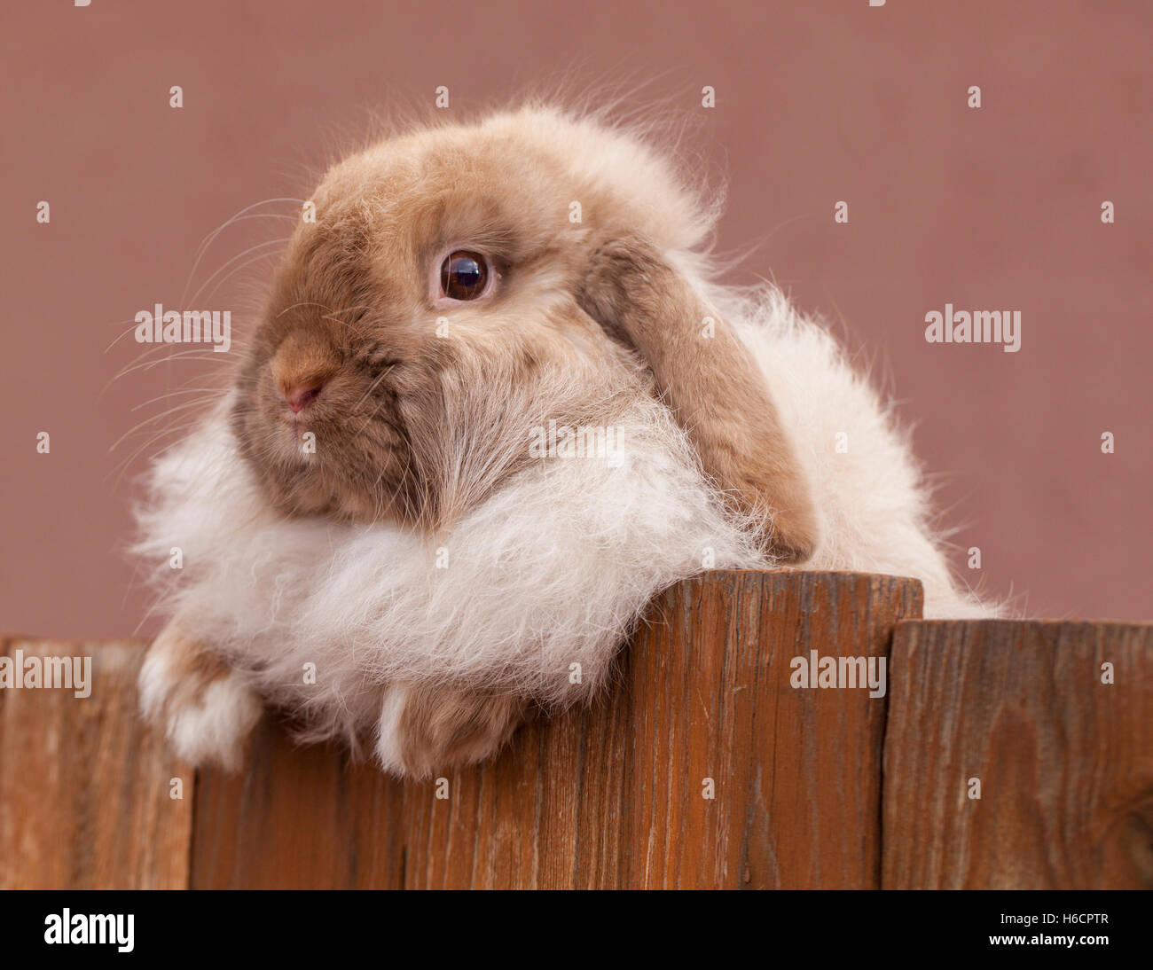 Cute Bunny avec un pic au-dessus de la Barrière Banque D'Images