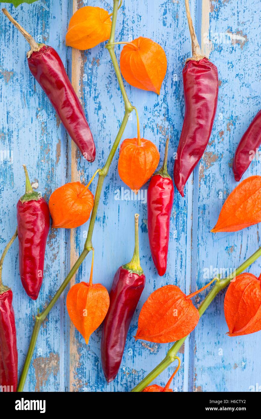Lanterne chinoise Physalis alkekengi - plantes et des piments. Banque D'Images
