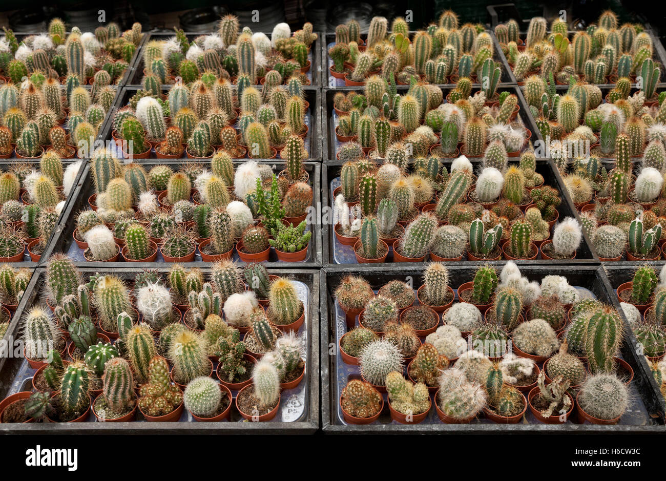 Centre de jardin affichage de petites plantes cactus, variétés diverses. Banque D'Images