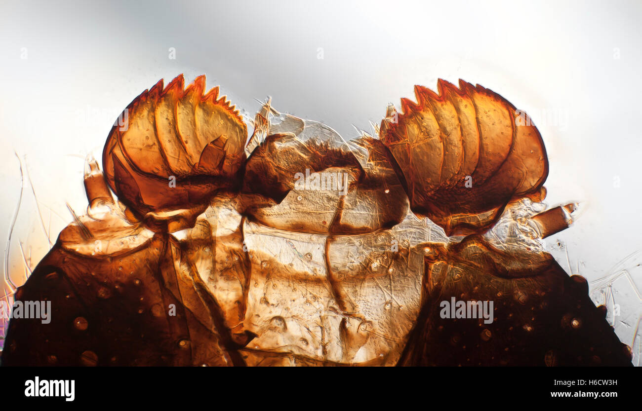 Fond clair photomicrographie de Pieris sp. Jardin (papillon blanc) Caterpillar, de diapositive montrant mandibules Banque D'Images