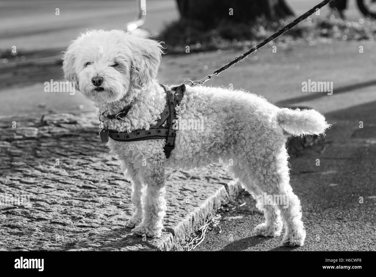 Petit blanc fourrure chien en laisse passage en ville pendant le coucher du Soleil avec rétroéclairage Banque D'Images