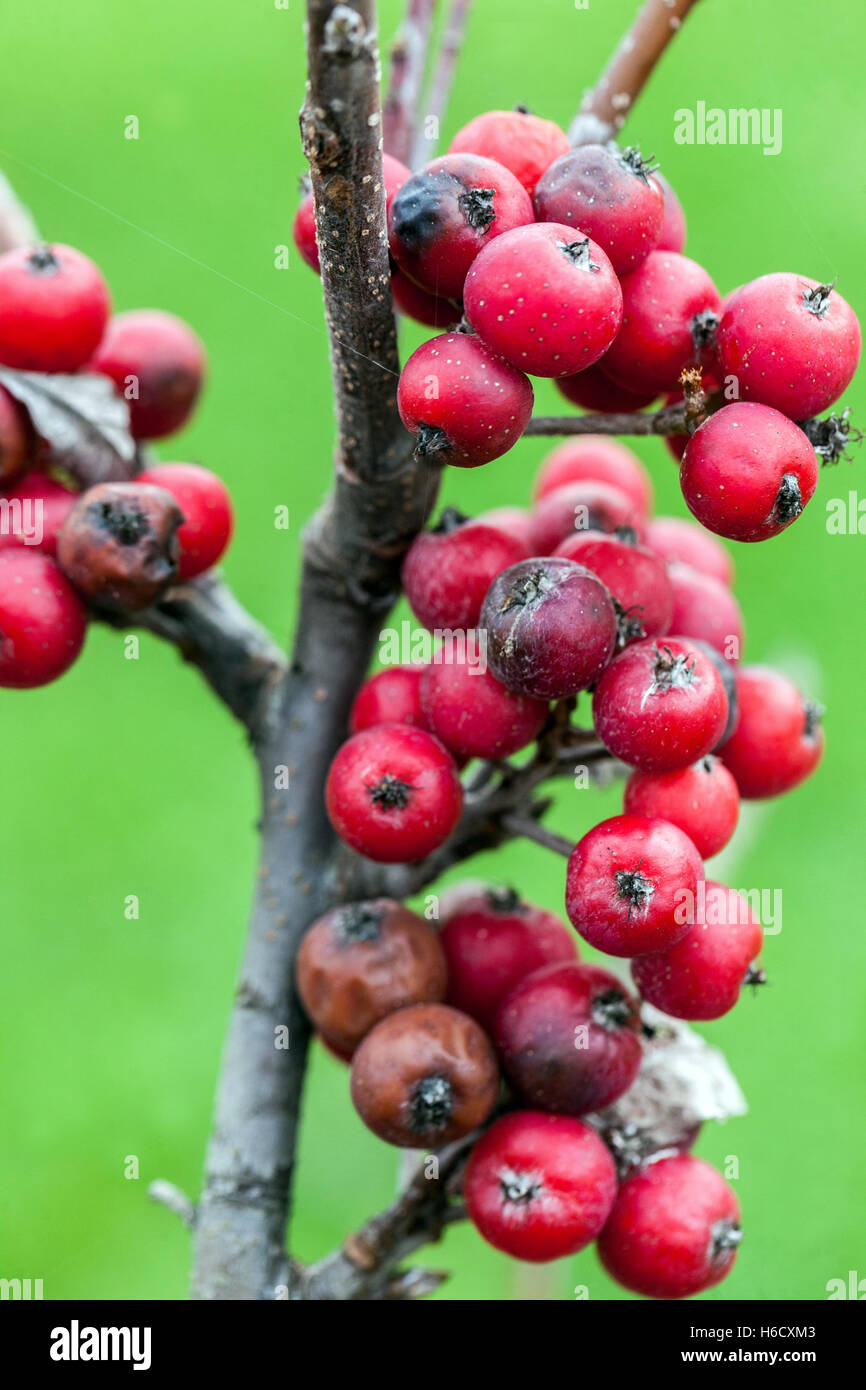 Sorbus danubialis, Rowan automne fruits rouges Banque D'Images