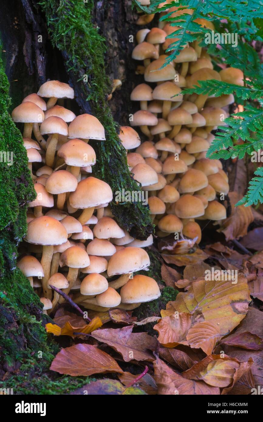 Soufre soufre touffe, touffe, Hypholoma fasciculare Banque D'Images