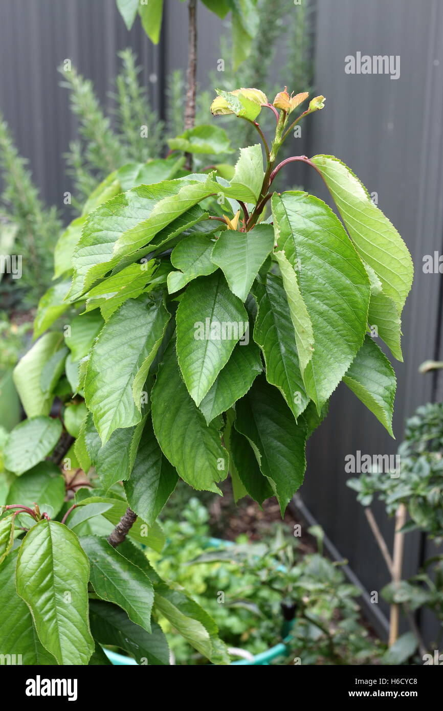 Lapins cerisier avec la nouvelle croissance leaves on tree Banque D'Images