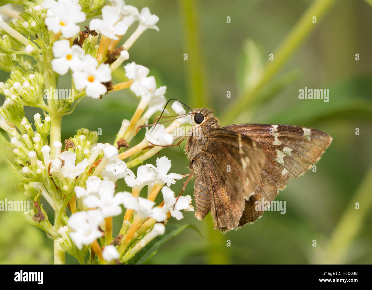 Le sud de l'Cloudywing papillon sur Buddleia de fleurs blanches Banque D'Images