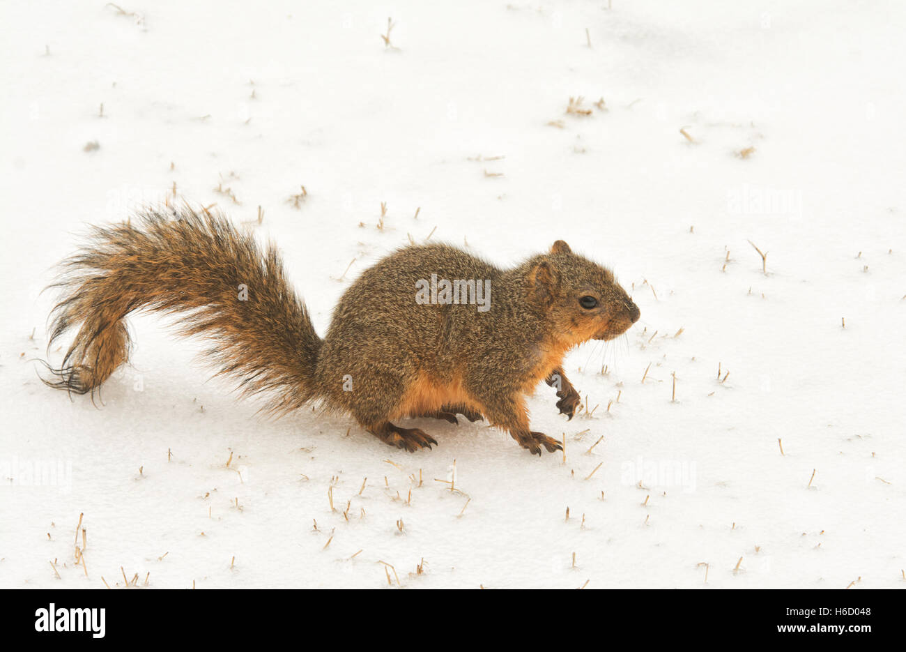 Écureuil renard sur la neige gelée sur une froide journée d'hiver Banque D'Images