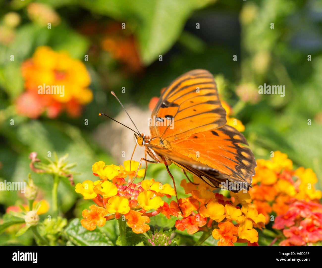 Gulf Fritillary butterfly se nourrissent d'une fleur de couleur vive Lantana Banque D'Images