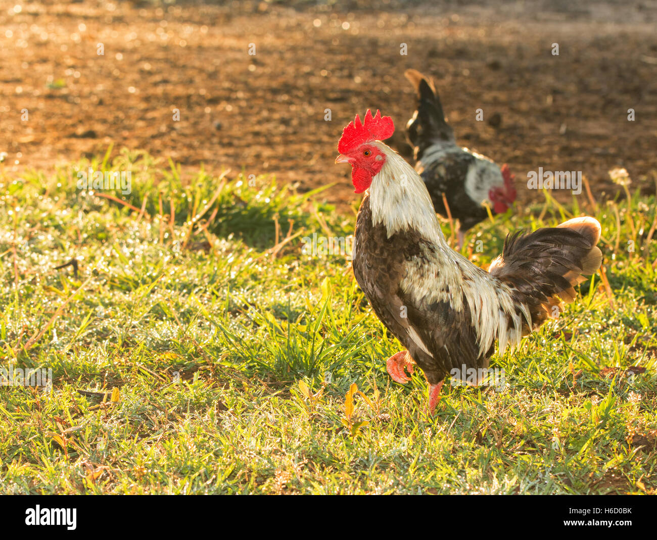 Vue latérale d'une bantam rooster tôt le matin, avec des gouttes de rosée qui brille dans l'herbe Banque D'Images