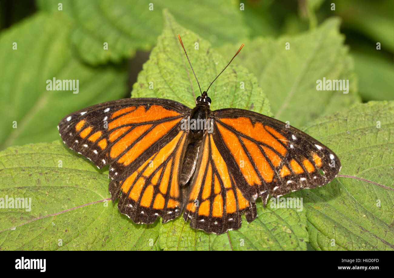 Viceroy butterfly reposant sur une feuille d'Ortie peint Banque D'Images