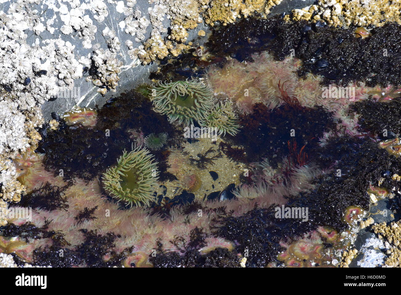 Les anémones de mer dans un bassin de marée. Banque D'Images