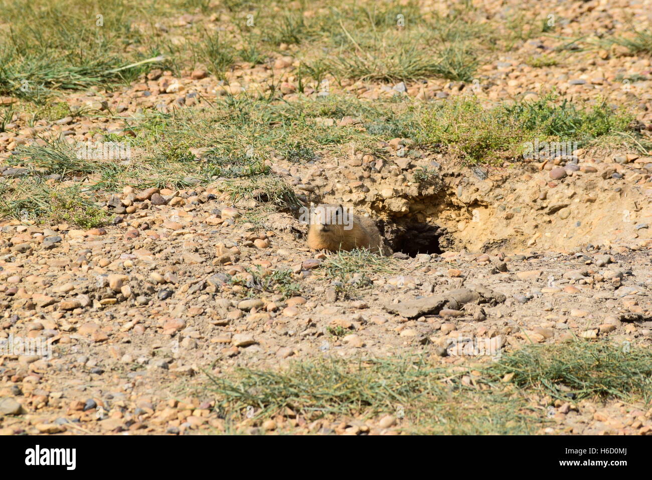 Un chien de prairie se trouve à l'entrée de son terrier. Banque D'Images