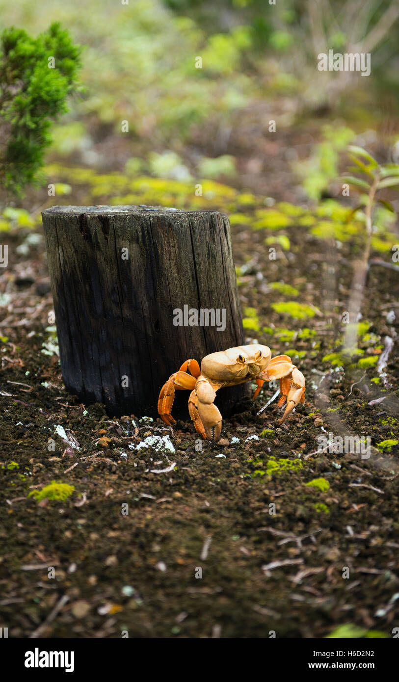 Endémique de l'île de l'ascension du crabe de terre Johngarthia lagostoma. Vit en sous-bois et migre vers la mer une fois par an Banque D'Images