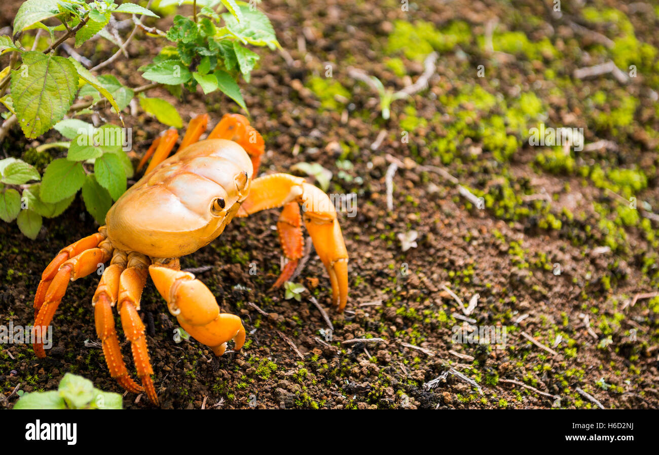 Endémique de l'île de l'ascension du crabe de terre Johngarthia lagostoma. Vit en sous-bois et migre vers la mer une fois par an Banque D'Images