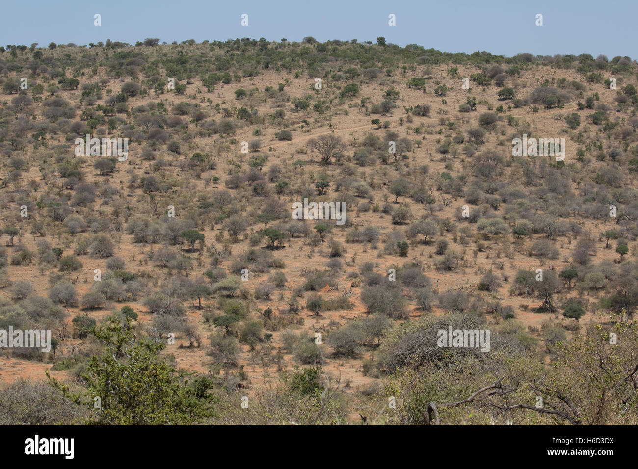 Des zones arides semi-arides du paysage de savane à Acacia Boscia et Laikipia Plateau près de espèces d'Euphorbia Kenya Nanyuki Banque D'Images