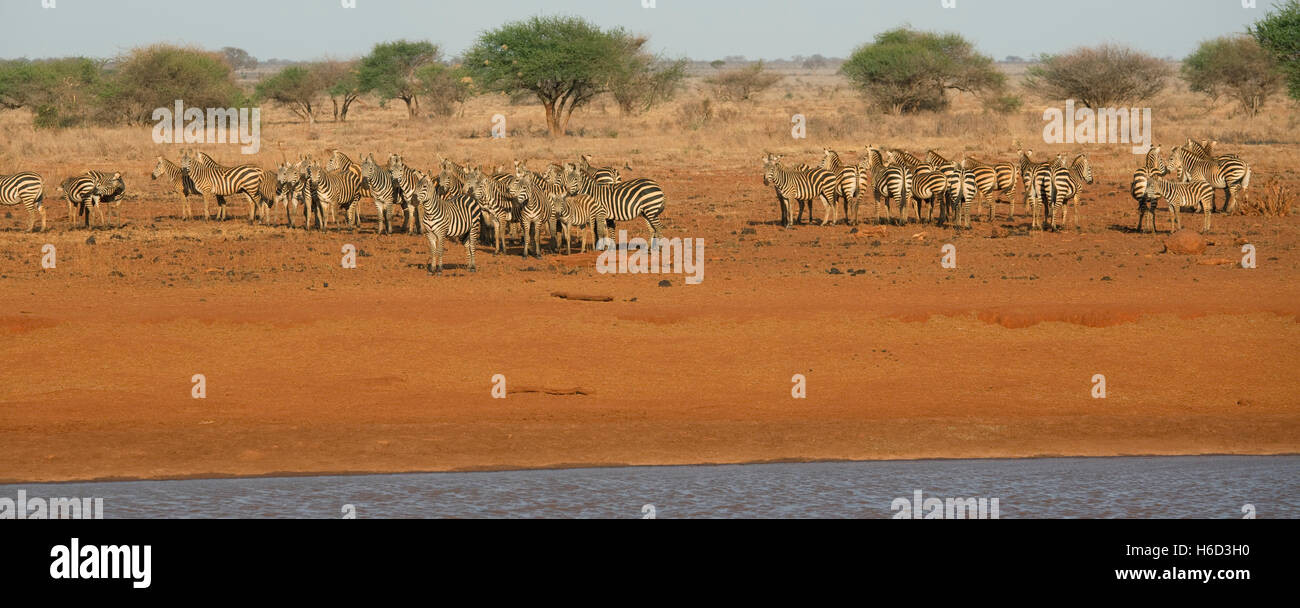 Troupeau de poussière rouge zebra rassemblement à trou d'eau l'Est de Tsavo Kenya Banque D'Images