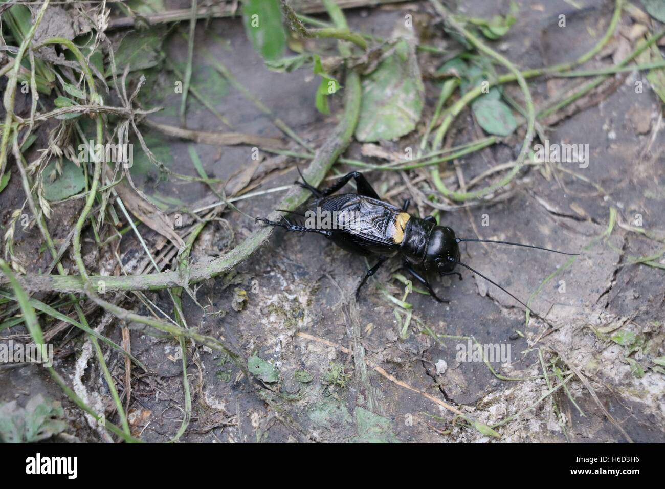 Big Black cricket disponibles en haute résolution et plusieurs tailles pour s'adapter aux besoins de votre projet Banque D'Images