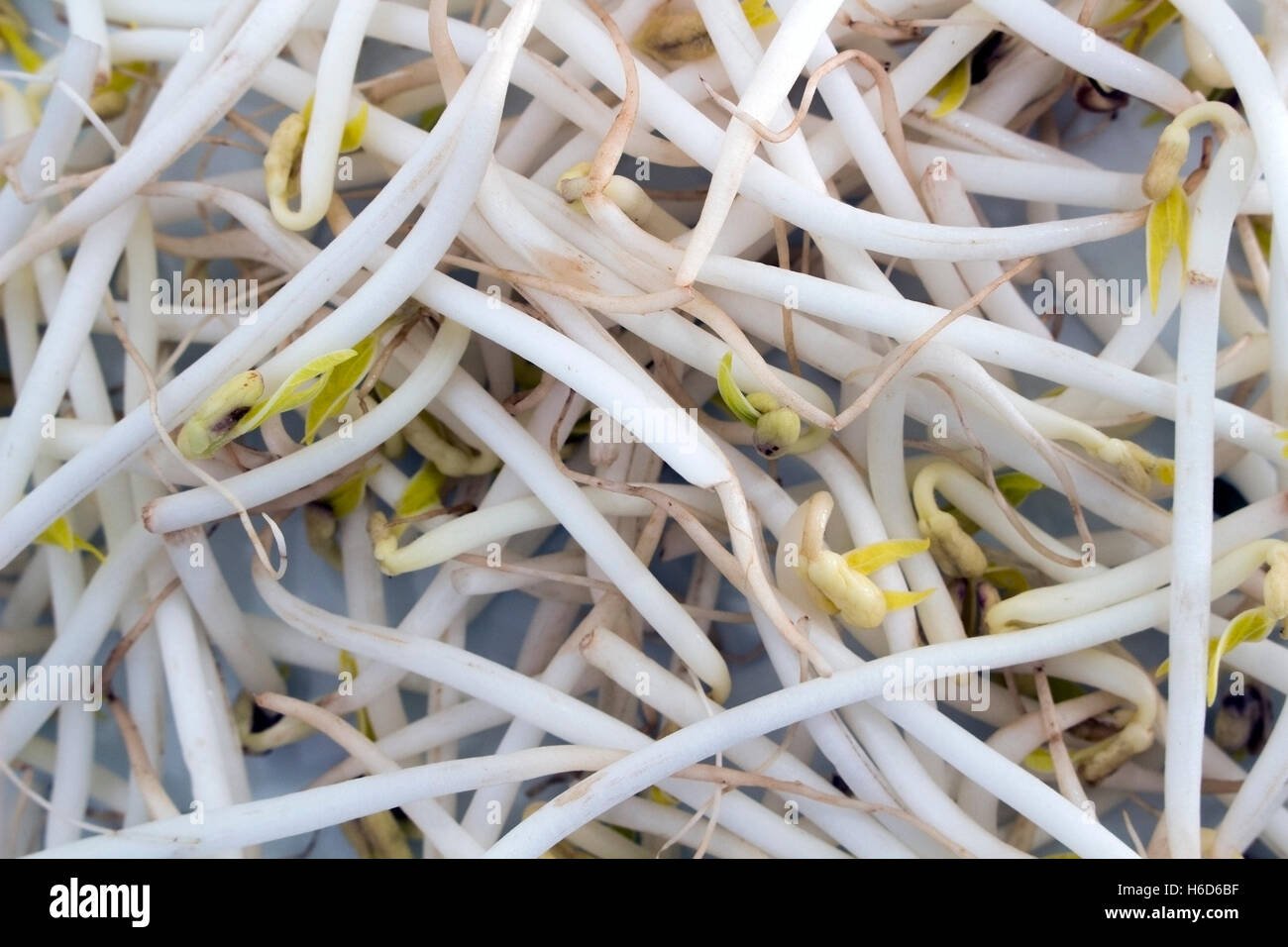 Haricot mungo, texture modèle asiatique végétarienne Banque D'Images