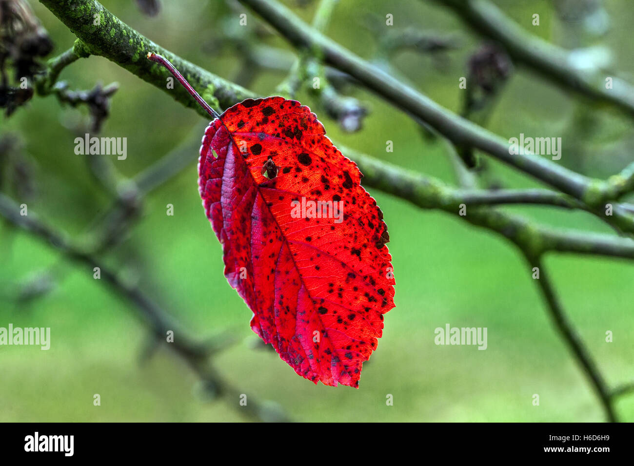 La dernière feuille rouge qui est restée sur la branche octobre feuille rougeâtre d'automne Banque D'Images