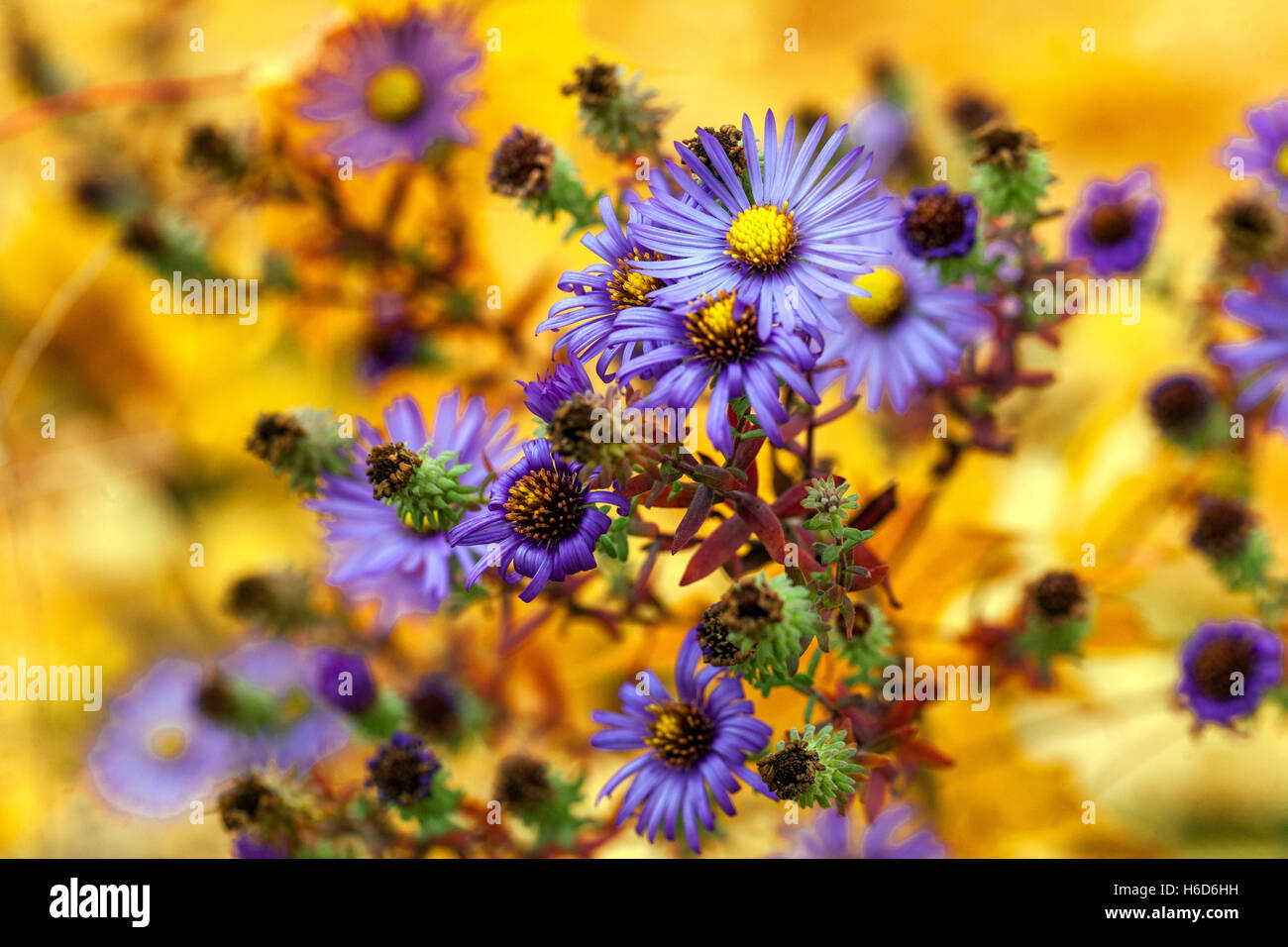 Fleurs bleues de l'Aster de la Nouvelle-Angleterre, Symphyotrichum novae-angliae. Michaelmas pâisies automne Asters Banque D'Images