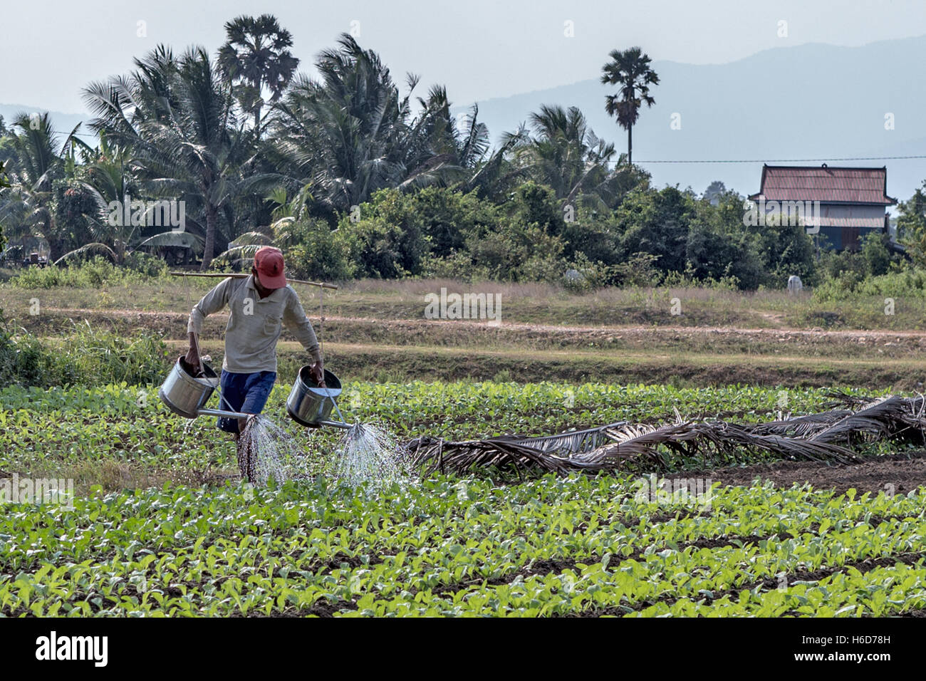 Arrosage des cultures près de Phnom Chhnork, temple de la grotte hindoue, province de Kampot, Cambodge Banque D'Images